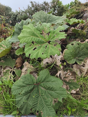 Gunnera insignis