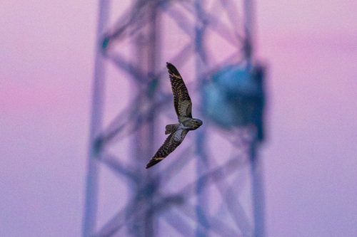 iNaturalist observation photo of Lesser Nighthawk