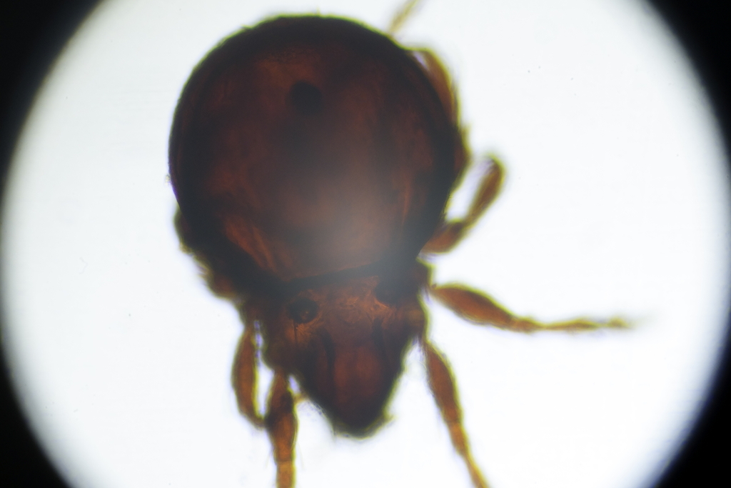 Megeremaeus montanus