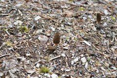 Morchella importuna
