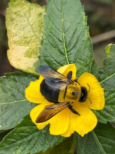 Olive Large Carpenter Bee