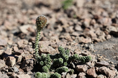 Nassauvia revoluta, photograph 5