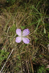 (c) Aleksei Baushev, some rights reserved (CC BY) Geranium collinum, photograph (c) Aleksei Baushev, some rights reserved (CC BY)