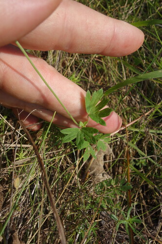 Geranium collinum, photograph 5