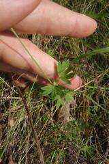 (c) Aleksei Baushev, some rights reserved (CC BY) Geranium collinum, photograph (c) Aleksei Baushev, some rights reserved (CC BY)