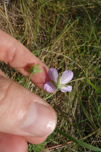 Geranium collinum, photograph 6