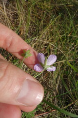 Geranium collinum, photograph (c) Aleksei Baushev, some rights reserved (CC BY)