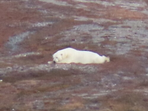Polar bear