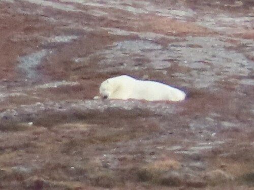 Polar bear