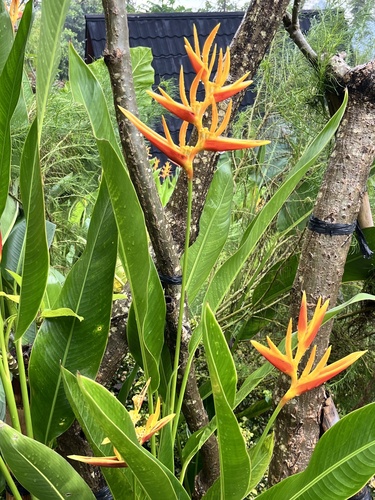 Heliconia acuminata observed 2026-07-27