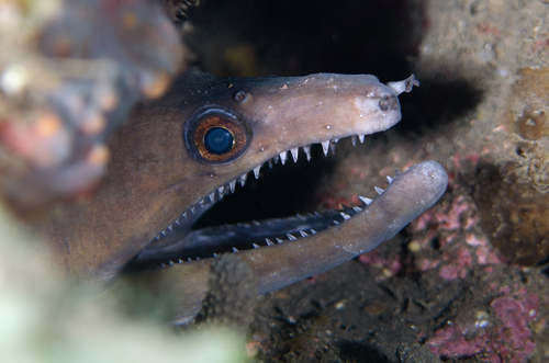 Enchelycore schismatorhynchus observed 2018-02-20