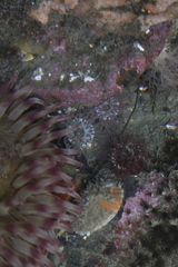 Aulactinia incubans