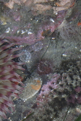 Aulactinia incubans