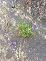 Lupinus shockleyi