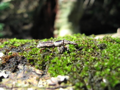 Arrhenodini