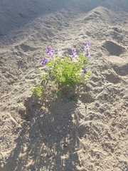Lupinus shockleyi