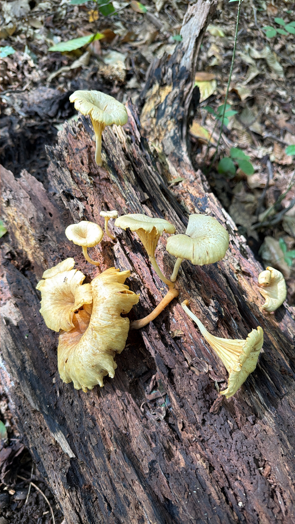 golden-gilled gerronema · August 2026 · photo: Photo: (c) axleym, some rights reserved (CC BY) · iNaturalist