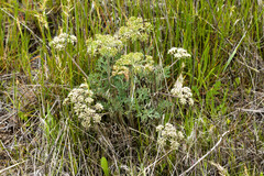 Lomatium macrocarpum