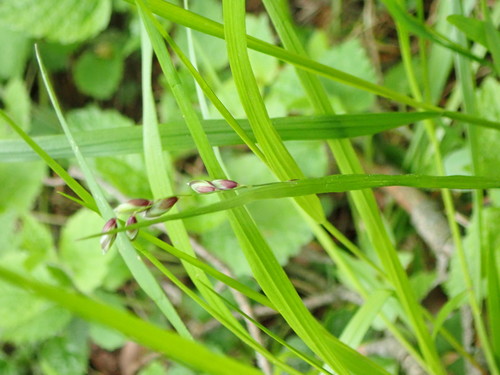 Nusvirusioji Striepsnė