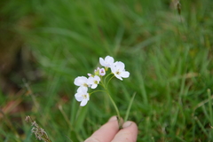 Cardamine pratensis