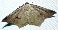 Antepione thisoaria