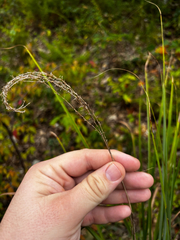 Miscanthus sinensis, photograph (c) Chris Stahl, some rights reserved (CC BY)