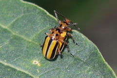 Lema daturaphila
