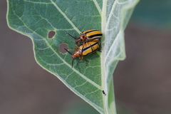 Lema daturaphila