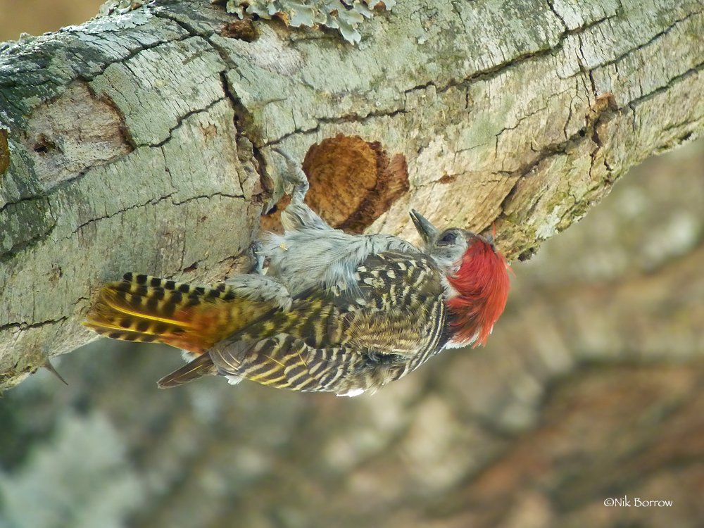 Cardinal Woodpecker from Sesheke, Zambia on September 27, 2011 by Nik