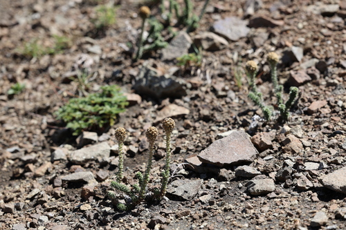 Nassauvia revoluta