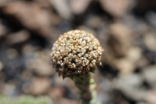 Nassauvia revoluta, photograph 2