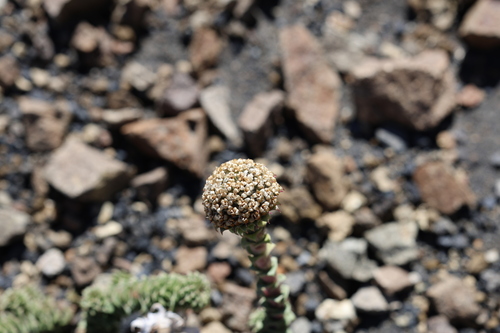 Nassauvia revoluta, photograph 3