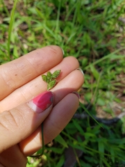 Carex longii
