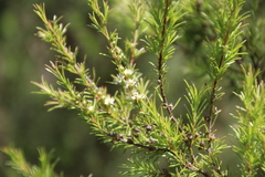 Kunzea linearis