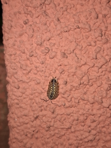 Brickwork Woodlouse