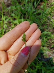 Carex longii