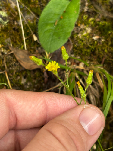 Hieracium gronovii, photograph 3