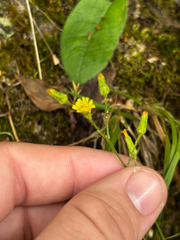 Hieracium gronovii, photograph (c) Chris Stahl, some rights reserved (CC BY)