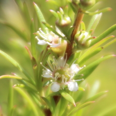 Kunzea linearis