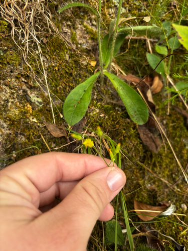 Hieracium gronovii, photograph 4