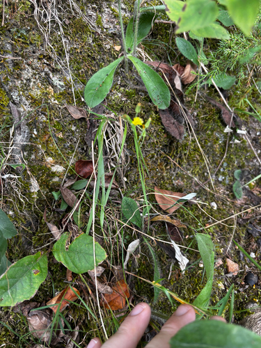 Hieracium gronovii, photograph 6