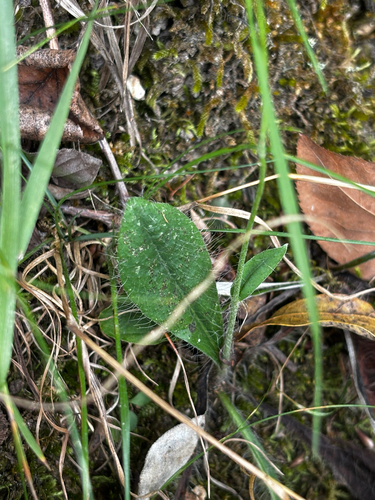 Hieracium gronovii, photograph 5