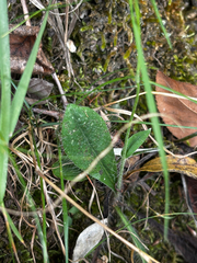 Hieracium gronovii, photograph (c) Chris Stahl, some rights reserved (CC BY)