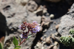 Phacelia secunda, photograph (c) Grzegorz Grzejszczak, some rights reserved (CC BY-SA)