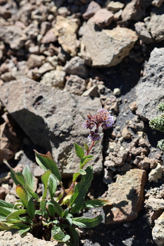 Phacelia secunda, photograph 4