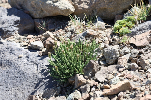 Nassauvia revoluta, photograph 4