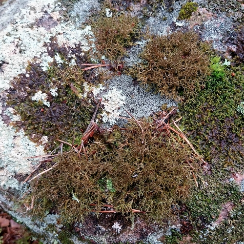 Cetraria muricata observed 2026-08-22