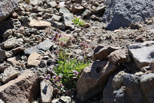 Phacelia secunda, photograph 6