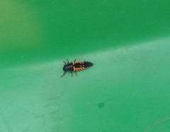 Harmonia axyridis