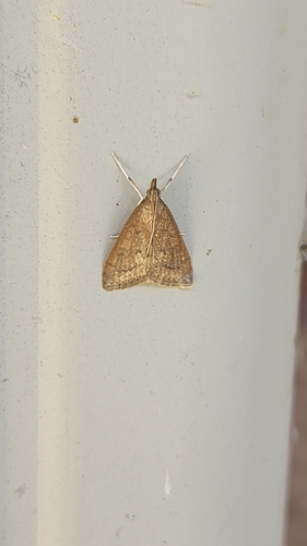 Celery Leaftier Moth